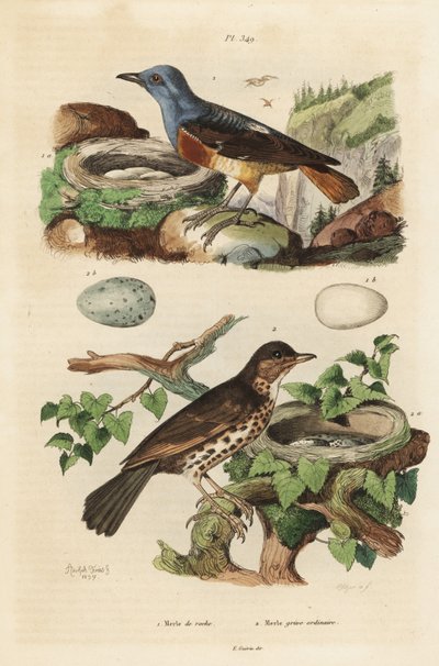 巣と卵を持つイワツグミ（Monticola saxatilis）と、巣と卵を持つソングツグミ（Turdus philomelos）。 作： Unbekannt