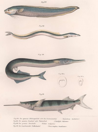 一般的なヘビの魚。一般的な砂うなぎ。共通のHornhecht。ブラジルのハーフビーク、1850年代頃 作： Unbekannt