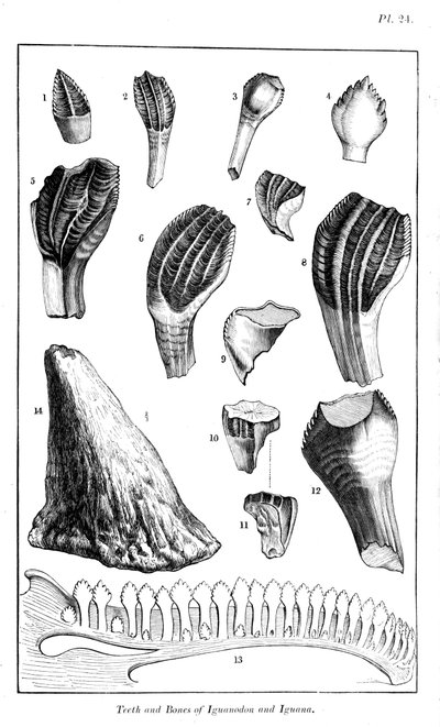 イグアノドンの歯と現代のイグアナの歯の比較、1836 作： Unbekannt