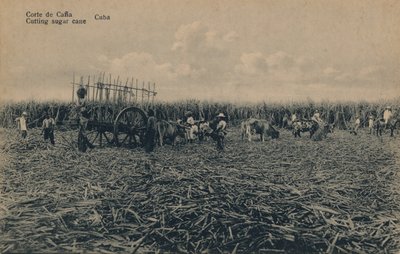 コルテデカナ-カッティングサトウキビ-キューバ、c1910 作： Unbekannt