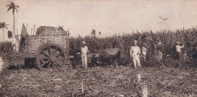 コルテデカンナ。 -サトウキビを集めます。キューバ、c1900 作： Unbekannt
