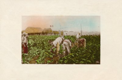 タバコの収穫。 -タバコプランテーション。、C1910 作： Unbekannt