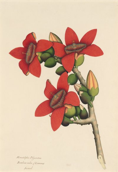 綿の木の花、カリフォルニア州。 1800～1805年。 作： Unbekannt