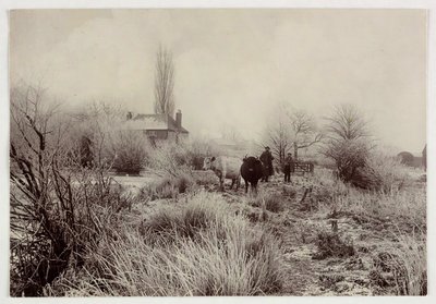 「霜の降りた野原の牛」1890年頃 作： Unbekannt