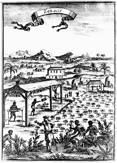 奴隷労働を使用した西インド諸島でのタバコの栽培と養生、1686年 作： Unbekannt
