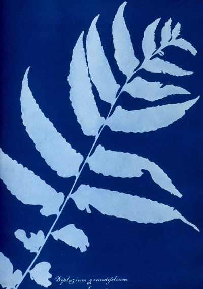 Diplazium grandifoliumのサイアノタイプ 作： Unbekannt