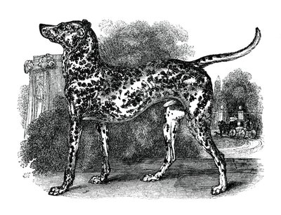 ダルメシアン犬、1848 作： Unbekannt