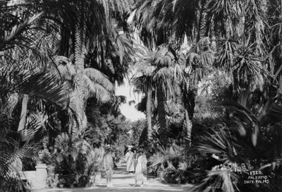 ナツメヤシ、パレルモ、シチリア島、イタリア、c1920s-c1930s 作： Unbekannt