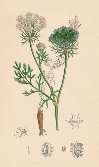 Daucus Carota。野生のニンジン、19世紀 作： Unbekannt