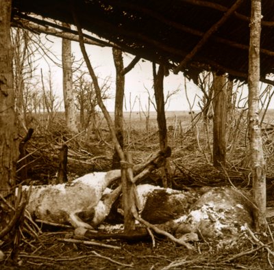 死んだ馬、北フランス、ベルダン、c1914-c1918 作： Unbekannt