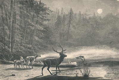 セントレジス湖の鹿、1883年夜 作： Unbekannt
