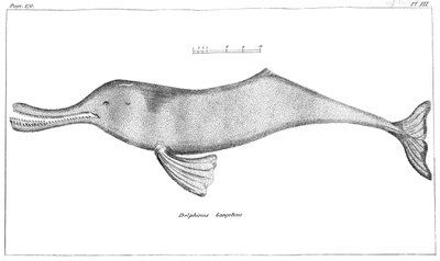Delphinus Gangeticusガンジス川ドルフィン、1799 作： Unbekannt