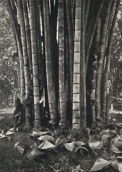 1926年、ペラデニヤの巨大なタケ植物の茎の下部 作： Unbekannt
