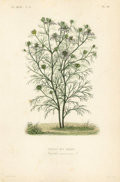 Devil-in-a-bush or love-in-a-mist, Nigella arvensis, Nigelle des champs. 作： Unbekannt