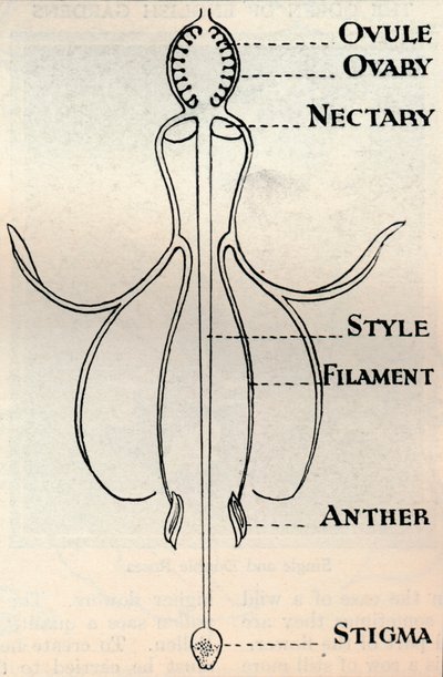 種子を生成するために採用されたメカニズムを示すフクシアの花の図、c1934 作： Unbekannt