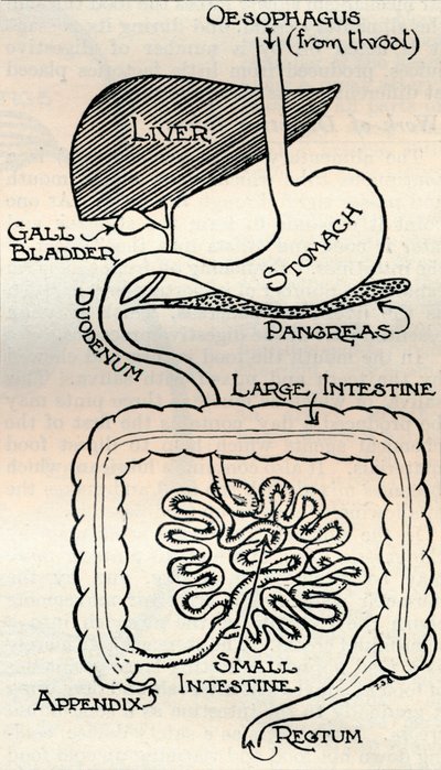 体を通り抜ける消化管を示す図、c1934 作： Unbekannt