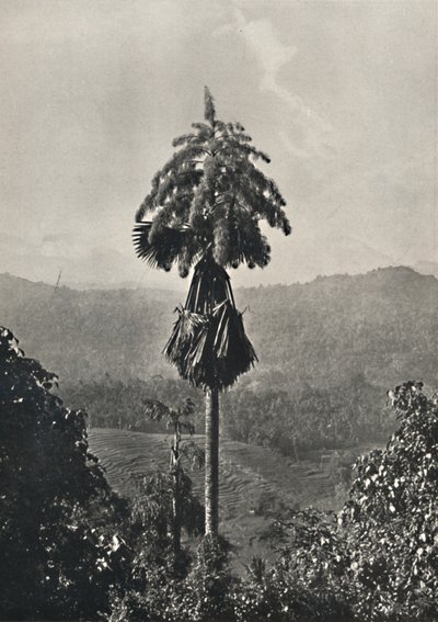 血中のタリポツルムコリファアンブラカリフェラ、1926年 作： Unbekannt