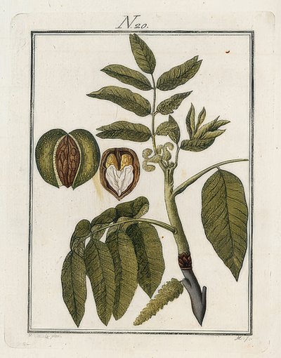 クルミ。写真の世界。ボリューム3。ビルダー。ウィーン。 1790 作： Unbekannt