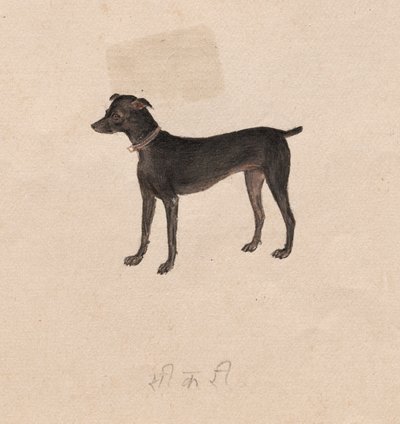 犬、1800年代。 作： Unbekannt