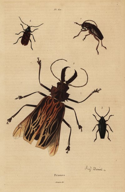Dorysthenes paradoxus 1、Macrodontia cervicornis, vulnerable 2、Elateropsis lineatus 3、Prionus versicolor 4。 作： Unbekannt