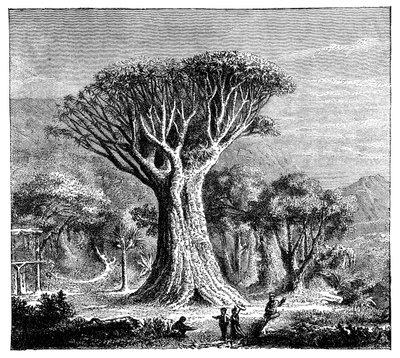 イコッドのドラコナ、テネリフェ島、スペイン、c1900年代 作： Unbekannt