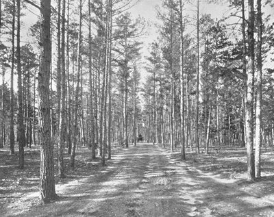 米国ニュージャージー州レイクウッドのパイニーウッズパーク、c1900でドライブします。 作： Unbekannt