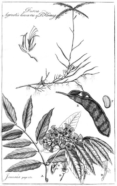 ケーニッヒ博士のDurva Agrostis Linearis、1799年 作： Unbekannt