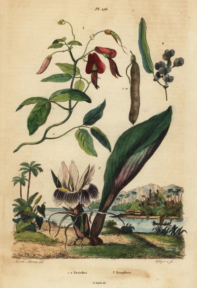 Dusky coral pea, Kennedia rubicunda 1, false sarsaparilla, Hardenbergia violacea 2, and blackhorm 作： Unbekannt