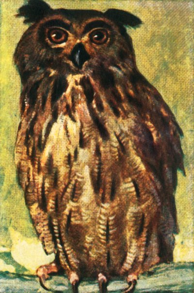 ワシフクロウ、c1928。 作： Unbekannt