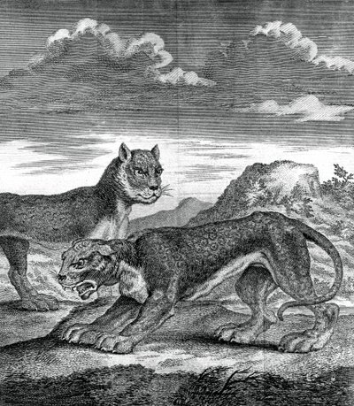 東インドのヒョウ、1750 作： Unbekannt