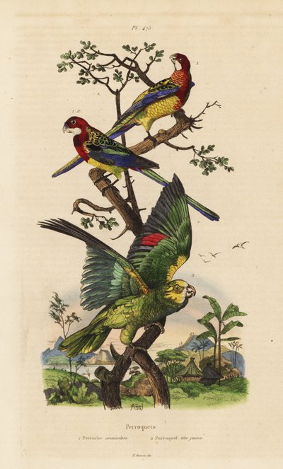 イースタン・ローゼラ（Platycercus exams）、イエロー・クラウン・アマゾン（Amazona ochrocephala 作： Unbekannt