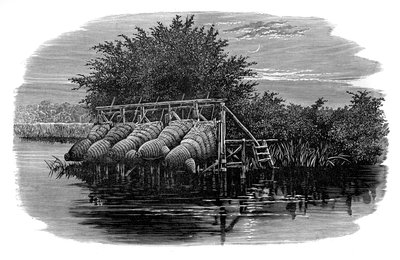 テムズ川のうなぎの木、19世紀 作： Unbekannt