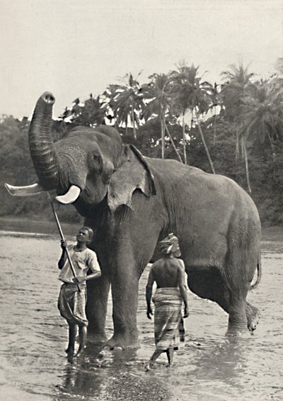 マハバリガンガの象、1926年 作： Unbekannt