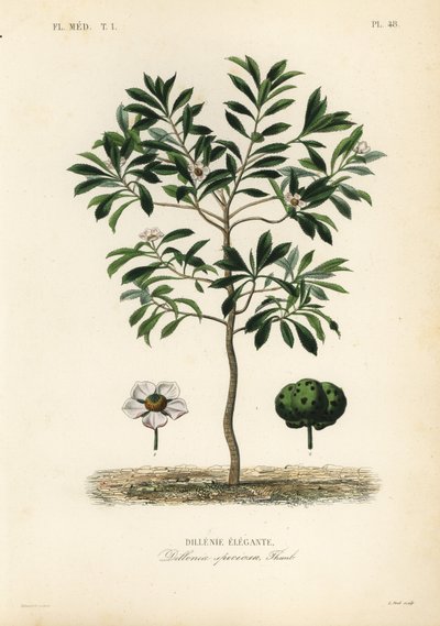 エレファントアップルまたはチュルタ、Dillenia indica, Dillenia speciosa, Dillenie elegante 作： Unbekannt