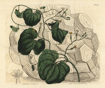 象の足（Dioscorea elephantipes）（雌のケープブライオニー（Tamus elephantipes faemina））。 作： Unbekannt