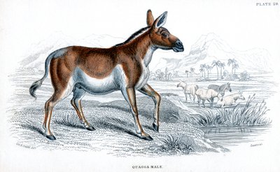 クアッガの彫刻、c1830 作： Unbekannt