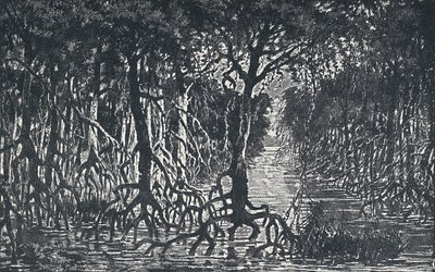 赤道アフリカの森、1924 作： Unbekannt