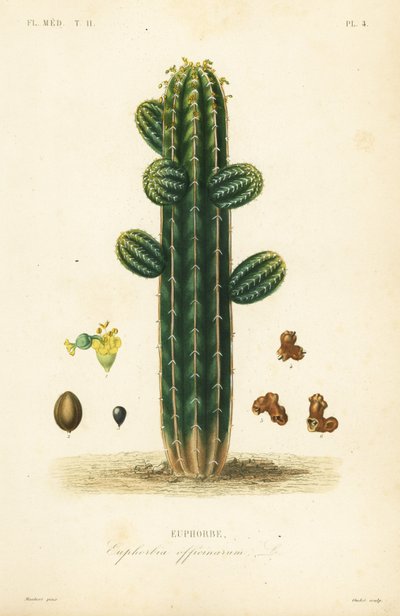 Euphorbia officinarum, Euphorbe 作： Unbekannt