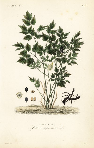 ユーラシアン・バンベリーまたはハーブ・クリストファー、Actaea spicata、Actee a epi 作： Unbekannt