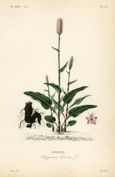 European bistort or snakeroot, Persicaria bistorta, Polygonum bistorta, Bistorte 作： Unbekannt