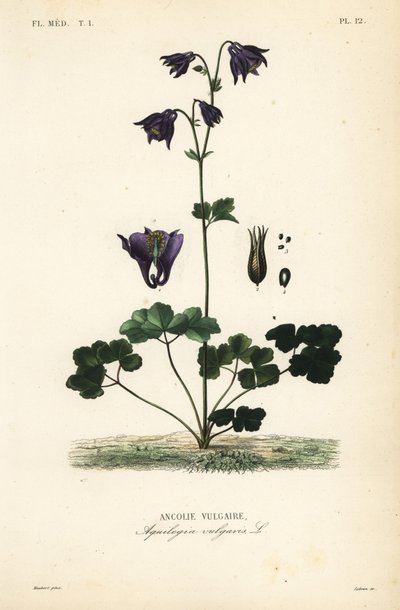 European columbine, Aquilegia vulgaris, Ancolie vulgaire 作： Unbekannt