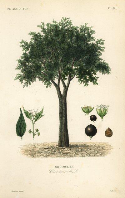 ヨーロッパのイラクサの木、地中海のハックベリー、ロートの木、またはハニーベリー、Celtis australis、micocoulier 作： Unbekannt