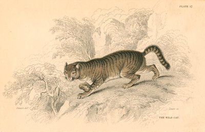 ヨーロッパの野生の猫フェリス、1828 作： Unbekannt
