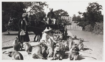 猿の群れに餌を与えるヨーロッパ人女性（インド、1910年頃 作： Unbekannt