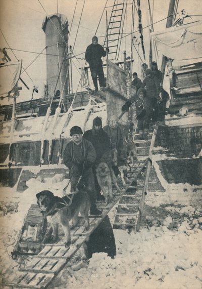 犬の運動、1936 作： Unbekannt