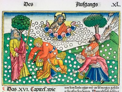 出エジプト記 16:13-22: 神はウズラとマナをイスラエル人に与える 作： Unbekannt