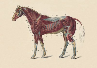 馬の体の外筋と腱、c1879。 作： Unbekannt
