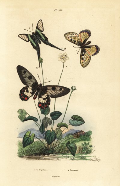 ニセアカシア、Archon apollinus 1、シロテンハナムグリ、Lamproptera curius 2、クリアリングアゲハ、Cressida cressida 3、パーナッススの草、Parnassia palustris 4 作： Unbekannt