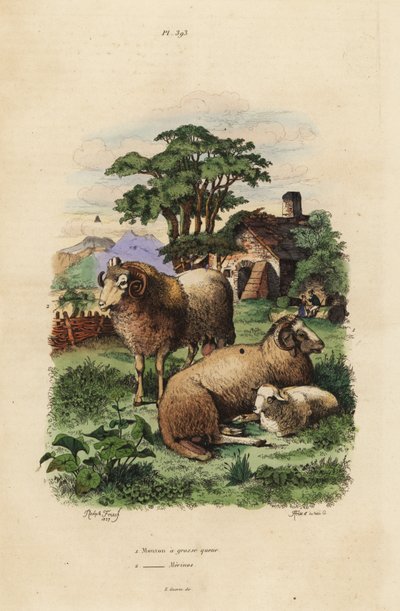 ファットテールシープ（Ovis aries 1）とメリノシープ（Ovis aries 2）。 作： Unbekannt