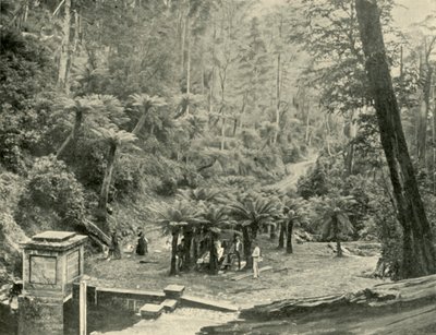 シダの木のバウアーアンドトラック、ウェリントン山、1901年。 作： Unbekannt
